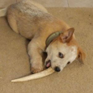 Puppy Arya chews an elk antler.