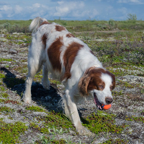 Red and white dog retrieving a chuck it ball