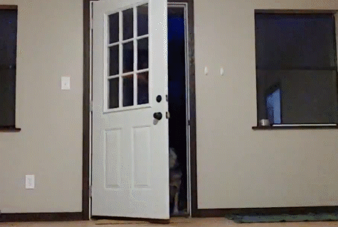 Animation of two cattle dogs coming through a door with owner, turning back to have their leashes taken off, and getting treats.