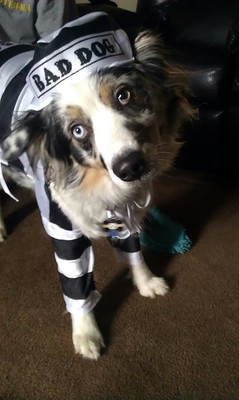 Photo of a dog in a prison uniform with a hat that says "bad dog."