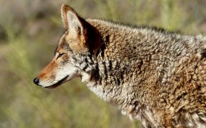 Closeup of Coyote head