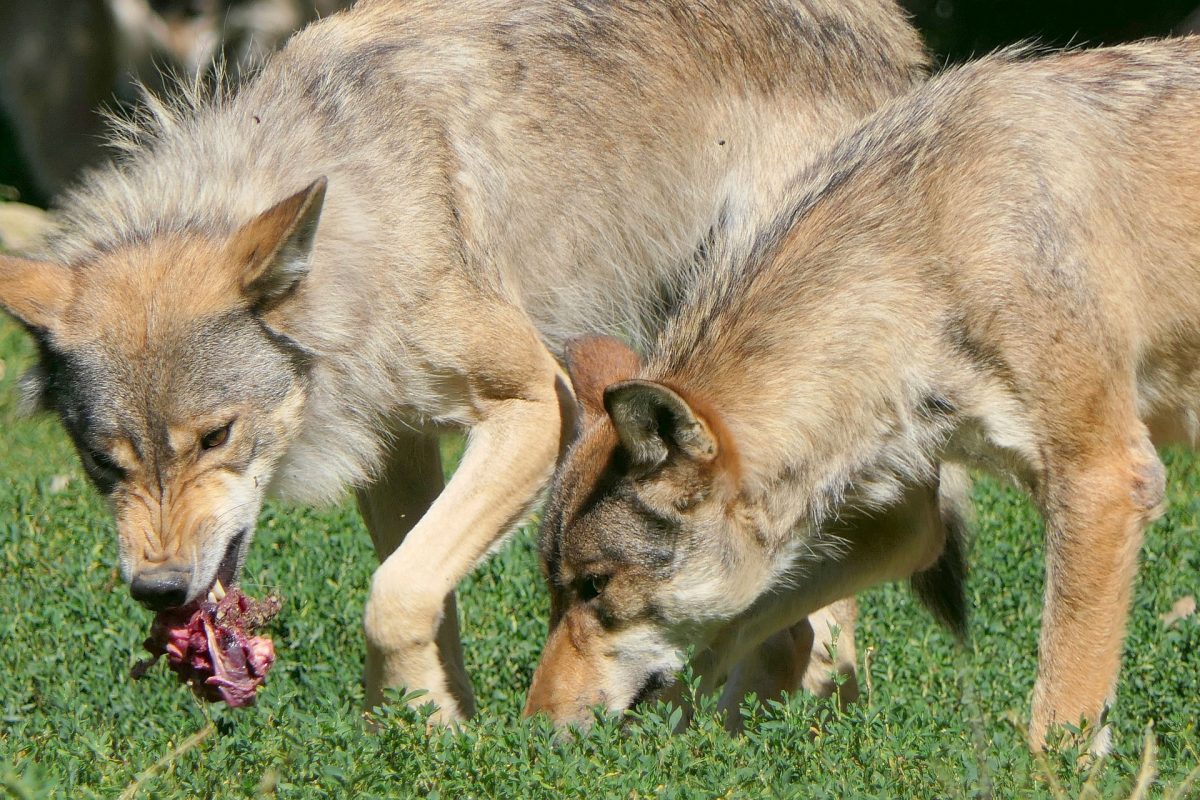 Two wolves snarling over food